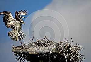 Osprey with wings spread landing on her nest.