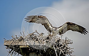 Osprey with wings spread landing on her nest.