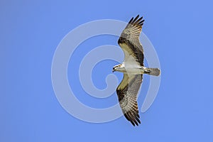 Osprey Flying High Above