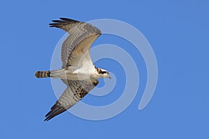 Osprey flying with its wings spread wide and its beady eyes focused on the horizon