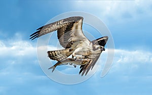 Osprey flying with large fish in talons