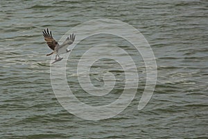 Osprey flying over Delaware River with fish in its talons.