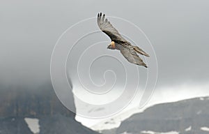 Osprey flying over the mountains in the fog