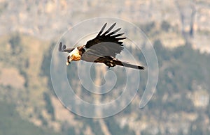 Osprey flying over the Pyrenees Mountains photo