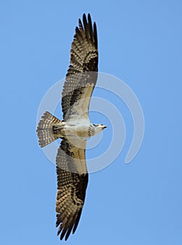 Osprey flying overhead