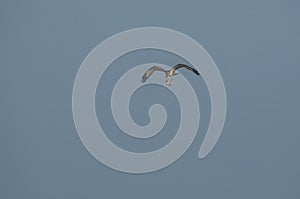 Osprey flying with preyed fish in the wildlife areas of punjab Pakistan