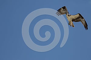Osprey Flying, San Carlos Bay, Bunche Beach Preserve, Florida photo