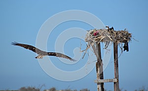 Osprey flying to the nest in Guerro Negro in Baja California del Sur, Mexico photo