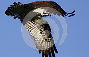 Osprey Flying Wings Bent