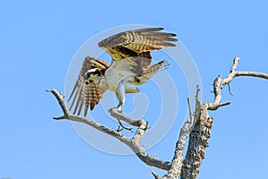 Osprey at Fort DeSoto Florida