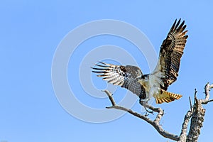 Osprey Fort DeSoto Park