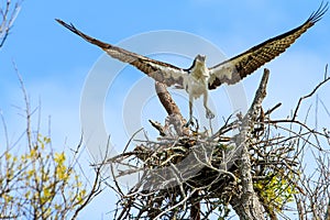 Osprey at Fort DeSoto Park