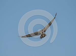 Osprey with full wing span flying in the sky