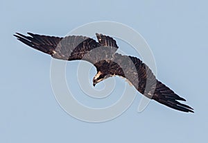 Osprey   with full wing span flying in the sky