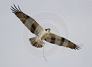 Osprey Gathering Building Materials