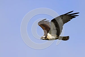 Osprey Gliding