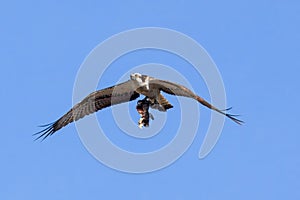 Osprey grabs its prey and fly against a blue sky