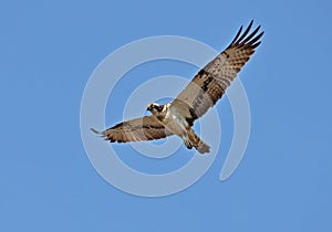 Osprey hawk
