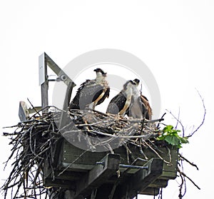 Osprey hawk family search sky above nest