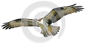 Osprey hawk flying vector.