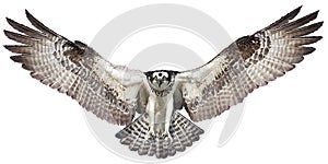 Osprey hawk landing vector. photo