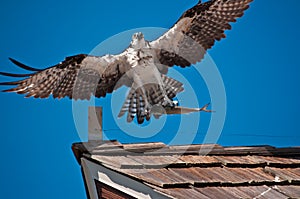Osprey, hawk, landing on a wood shingled roof with  a fish catch