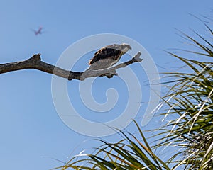 Osprey hawk watches from tree branch