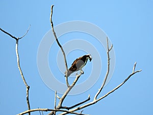 Osprey high up on deadwood branch hunting below