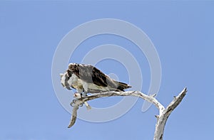 Osprey holding a fish in its talons
