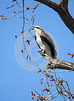 Osprey holding on to branch under blue sky Cayuga Lake
