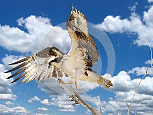Osprey Hunting from a Tree !