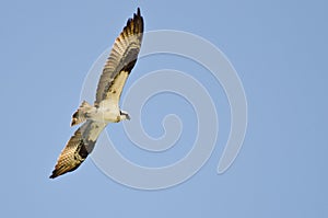 Osprey Hunting on the Wing