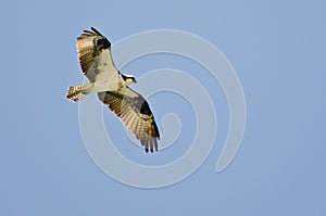 Osprey Hunting on the Wing