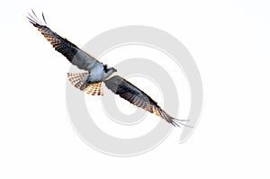 Osprey Hunting on the Wing