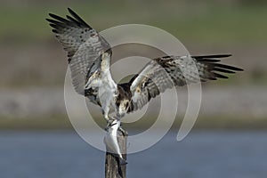 Osprey photo