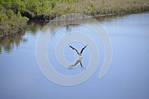 An osprey just breaks the water on a dive for fish