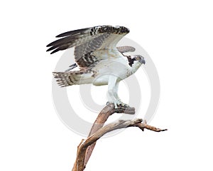 Osprey landed on a perch, isolated on white photo