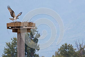 Osprey landing