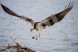 Osprey Landing