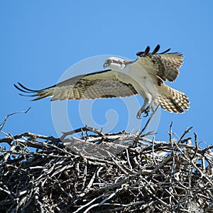 Osprey landing on his nest