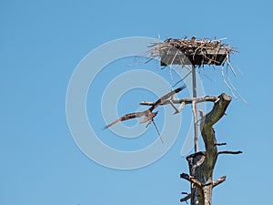 Osprey landing at his nest