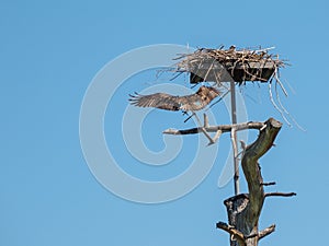 Osprey landing at his nest