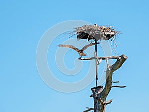 Osprey landing at his nest