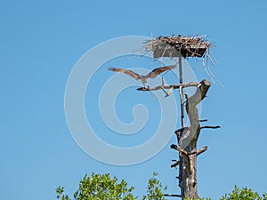 Osprey landing at his nest
