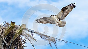 Osprey Landing in Nest