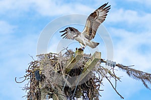 Osprey Landing in Nest