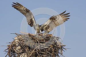 Osprey landing on the nest