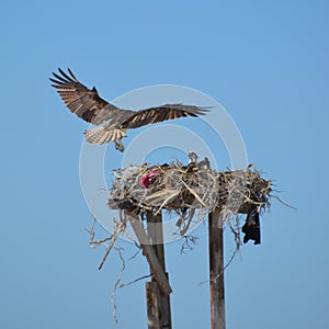 Osprey landing in nest in Guerro Negro in Baja California del Sur, Mexico photo