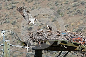 Osprey Landing on Nest with Mate