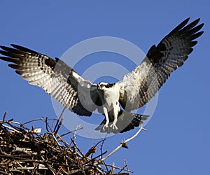 Osprey Landing in Nest Wings Out